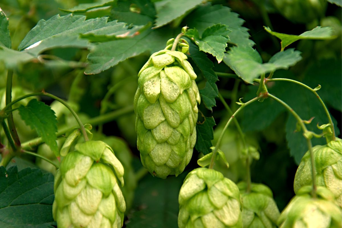 What Is A Fresh Hop Ale