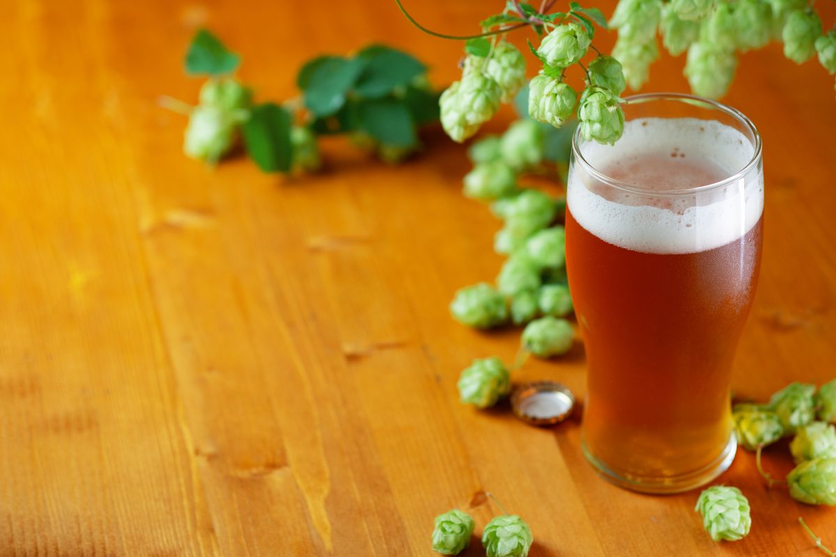 What Is A Fresh Hop Ale (1)